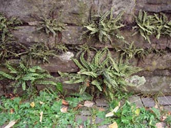 Asplenium_trichomanes_quadrivalens_BORombergstr19_040710_AS01.jpg