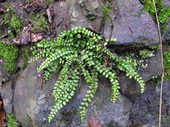 Asplenium_trichomanes_trichomanes_HA-Dahl_171014_ML02.jpg