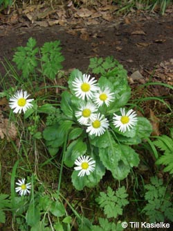 Aster_bellidiastrum_SWD2009_TK208.jpg