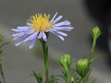 Aster_novi-belgii_DO-Derne_130816_CB03.jpg