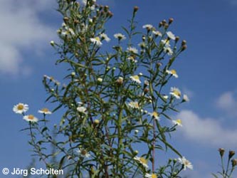 Aster_salignus_DURheinhausen_130914_JScholten02.jpg