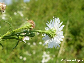 Aster_salignus_DURheinhausen_130914_KAdolphy01.jpg