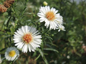 Aster_salignus_DURheinhausen_130914_ja04.jpg