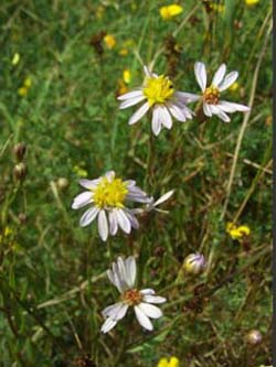 Aster_tripolium_SalzstellenSuelze_ElbeEx2008_ja03.jpg