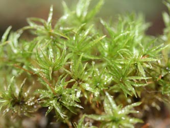 Atrichum_undulatum_BO-RUB-Kryptogamen_140112_CB11.jpg