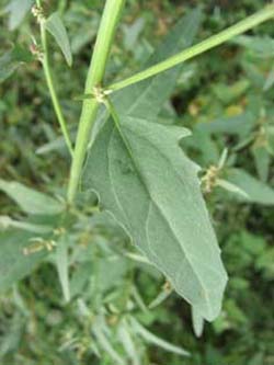 Atriplex_oblongifolia_Maisacker_ElbeEx2008_ja01.jpg