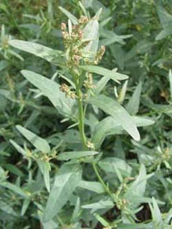 Atriplex_oblongifolia_Maisacker_ElbeEx2008_ja04.jpg