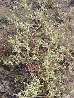 Atriplex_pedunculata_SalzstellenSuelze_ElbeEx2008_ja01.jpg