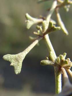 Atriplex_pedunculata_SalzstellenSuelze_ElbeEx2008_ja06.jpg