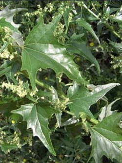 Atriplex_sagittata_Maisacker_ElbeEx2008_ja02.jpg