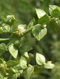 Atriplex_sagittata_Maisacker_ElbeEx2008_ja05.jpg