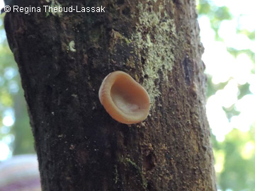 Auricularia_auricula-judae_BOMailand_161016_Pilze_RTL01.jpg