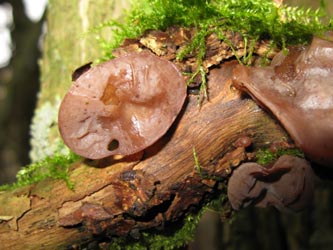 Auricularia_auricula-judae_BORUB050211_ja01.jpg