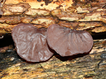 Auricularia_auricula-judae_BO_Koenigsbuescher_Waeldchen_Pilze_CB02.jpg