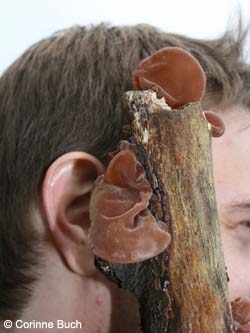 Auricularia_auriculae-judae_Kalwes261008_CB01.jpg