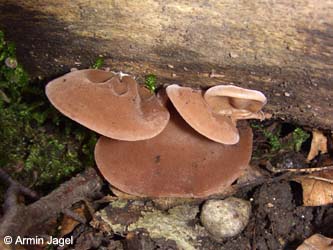 Auricularia_auriculae-judae_Kalwes261008_ja02.jpg