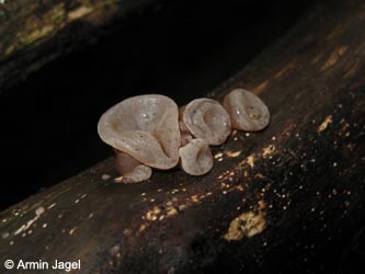 Auricularia_auriculae-judae_WeitmarerHolz_131013_ja10.jpg