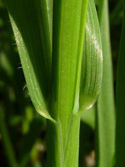 Avena_sativa_BGO2010_ho03.jpg