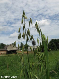 Avena_sativa_WITBommern130709_ja01.jpg