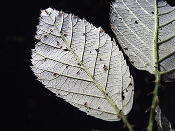 BOBergenPilze_141018_ja13.jpg