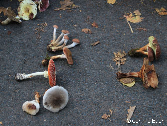 BOMailand_111015_Pilze_CB02.jpg