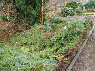 BOWeitmarFranziskusfriedhof_060316_ho28.jpg