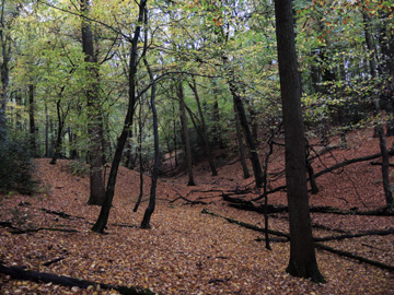 BO_Koenigsbuescher_Waeldchen_Pilze_ja12.jpg