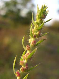 Bassia_densiflora_MagdeburgHbf_ElbeEx2008_ja07.jpg