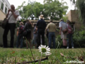 Bellis_perennis_BOInnenstadt170710_ja01.jpg