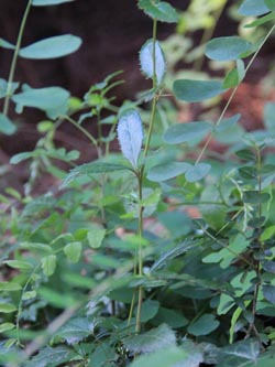 Berberis_julianae_Bochum_Hoentrop_230714_CB01.jpg