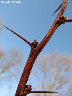 Berberis_thunbergii%20Knospen_BGBO_VD01.jpg