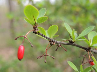 Berberis_thunbergii_060414_ja01.jpg