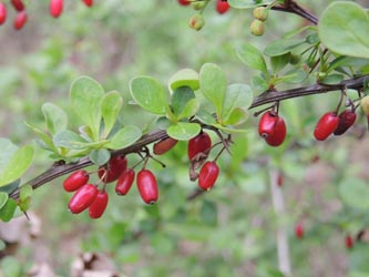 Berberis_thunbergii_060414_ja03.jpg