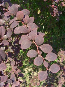 Berberis_thunbergii_Atropurpurea_BGD040807_ja01.jpg