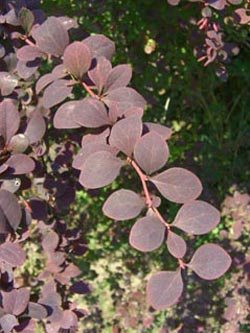 Berberis_thunbergii_Atropurpurea_BGD040807_ja01.jpg