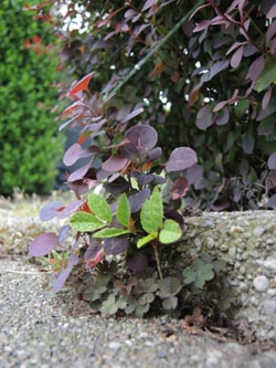 Berberis_thunbergii_Atropurpurea_Wattenscheid160515_ja25.jpg