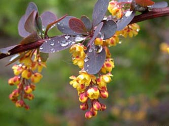 Berberis_thunbergii_BGD_ja01.jpg