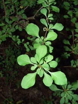 Berberis_thunbergii_BOSundernBaakerBerg280708_ja01.jpg