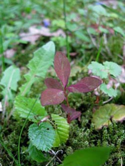 Berberis_thunbergii_BOWeitmarerSchlosspark140510_ja02.jpg