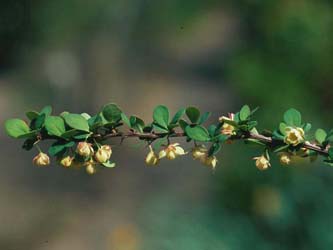 Berberis_thunbergii_ja02.jpg