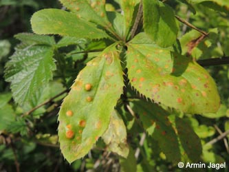 Berberis_vulgaris_Breinigerberg_Schlangenberg_250514_ja03.jpg