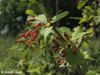 Berberis_vulgaris_Breinigerberg_Schlangenberg_250514_ja12.jpg