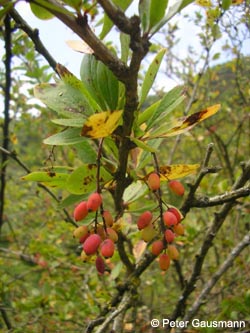 Berberis_vulgaris_Calmont_Mosel2009_PG01.jpg