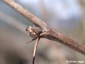 Berberis_vulgaris_Knospen_ja02.jpg