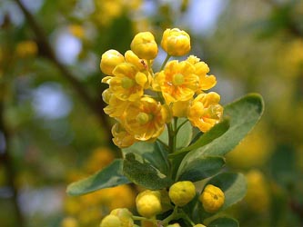 Berberis_vulgaris_ho01.jpg