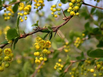 Berberis_vulgaris_ho02.jpg