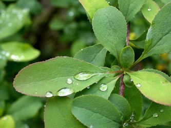 Berberis_vulgaris_ho05.jpg