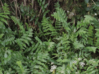 Berula_erecta_ApiaceaeWorkshop2_300716_ja24.jpg