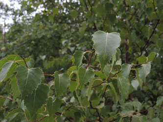 Betula_pendula_HATHenrichshuette130915_ja02.jpg