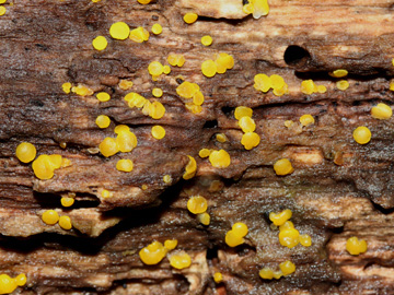 Bisporella_citrina_BO_Koenigsbuescher_Waeldchen_Pilze_CB01.jpg